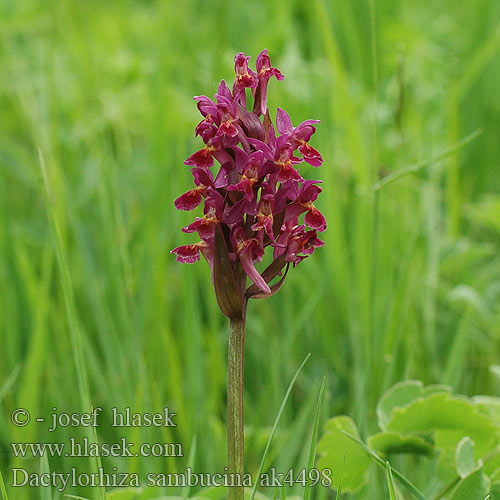 Dactylorhiza sambucina Orchis sambucinus Elder-flowered orchid