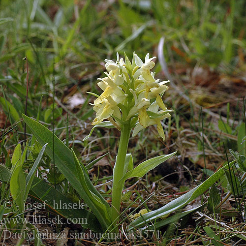 Пальчатокорінник бузиновий Dactylorhiza sambucina Orchis sambucinus