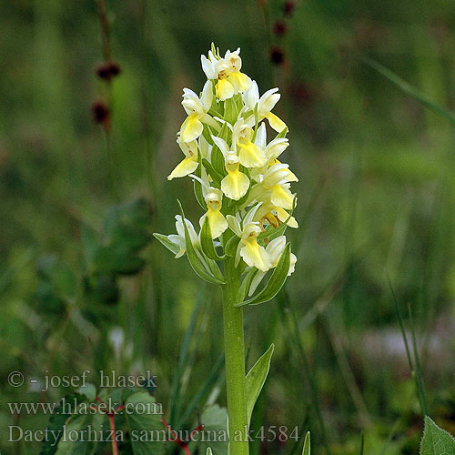 Elder-flowered orchid Bodzaszagú ujjaskosbor Prstnatec bezový