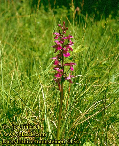 Dactylorhiza traunsteineri Narrow-Leaved Marsh-Orchid Traunsteiners Gogeurt