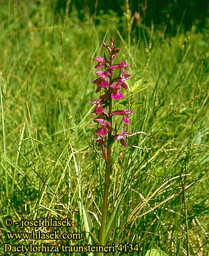 Dactylorhiza traunsteineri Narrow-Leaved Marsh-Orchid Traunsteiners Gogeurt