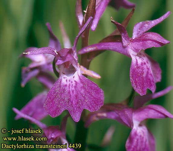 Orchis Traunsteiner Orchide Traunsteiner Traunsteiners Knabenkraut