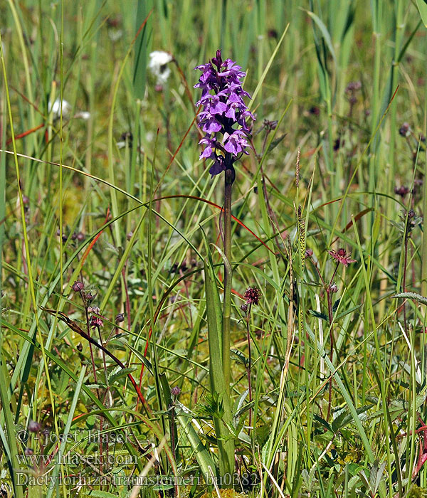 Dactylorhiza traunsteineri Prstnatec Traunsteinerův