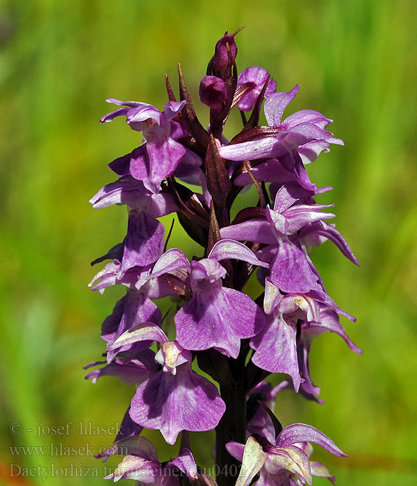 Dactylorhiza traunsteineri Traunsteiners Knabenkraut