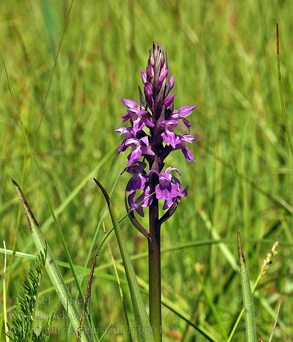 Dactylorhiza traunsteineri Stoplamek Traunsteinera