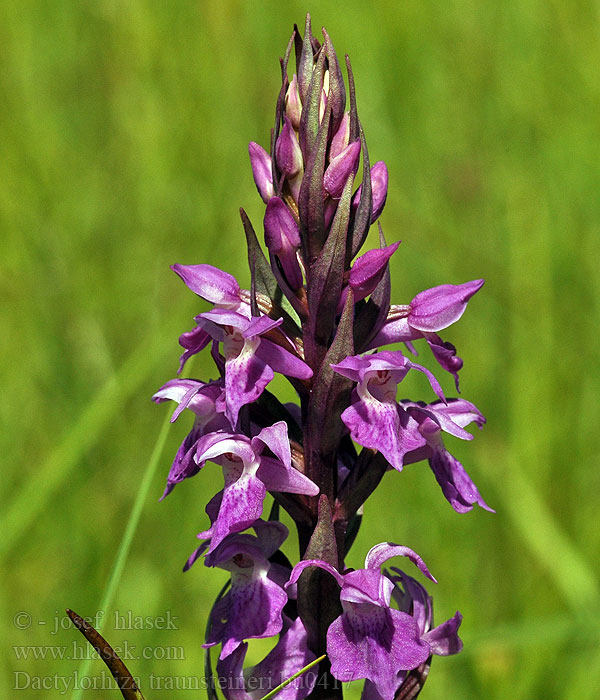 Dactylorhiza traunsteineri Orchis Traunsteiner Sumpnycklar