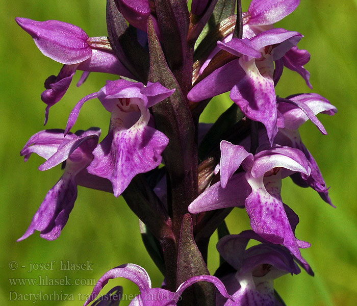 Dactylorhiza traunsteineri Kaitakämmekkä Orchide Traunsteiner