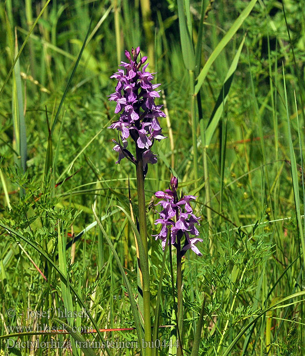 Dactylorhiza traunsteineri Orchis curvifolia Orchide Traunsteiner