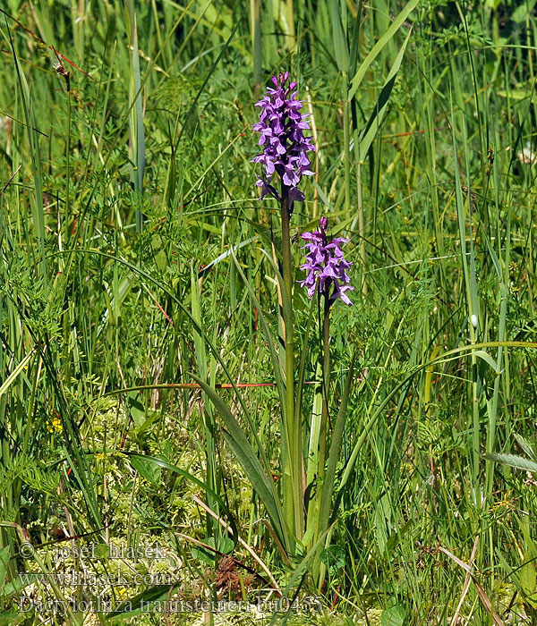 Dactylorhiza traunsteineri Prstnatec Traunsteinerův