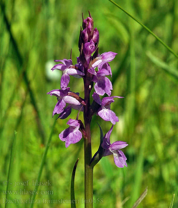 Dactylorhiza traunsteineri Traunsteiners Knabenkraut