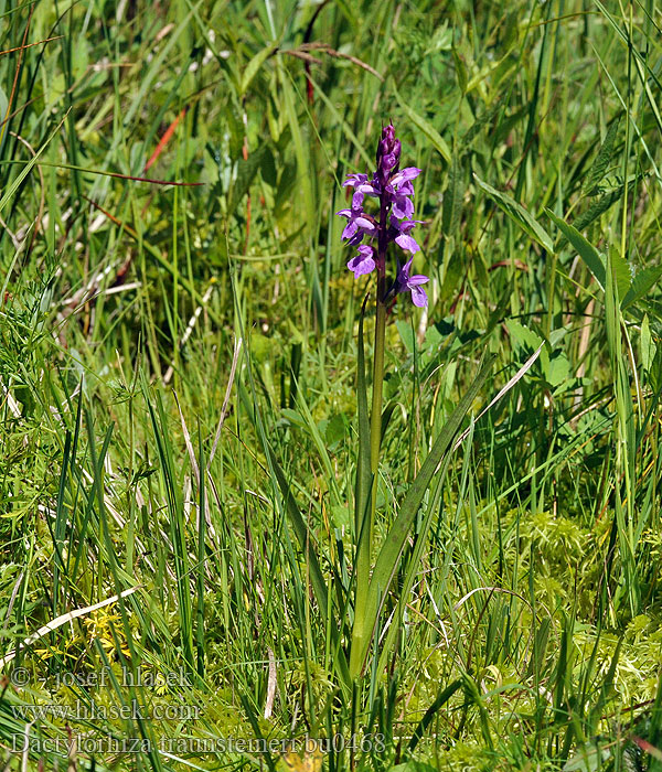 Dactylorhiza traunsteineri L’orchis Traunsteiner