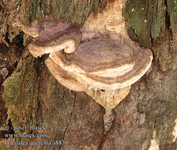 Daedalea quercina Korkmussling Agaricus quercinus