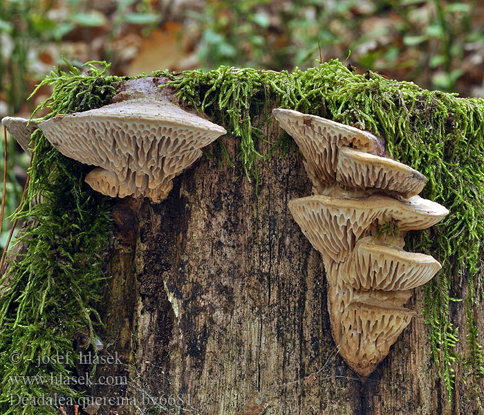 Daedalea quercina Oak Mazegill