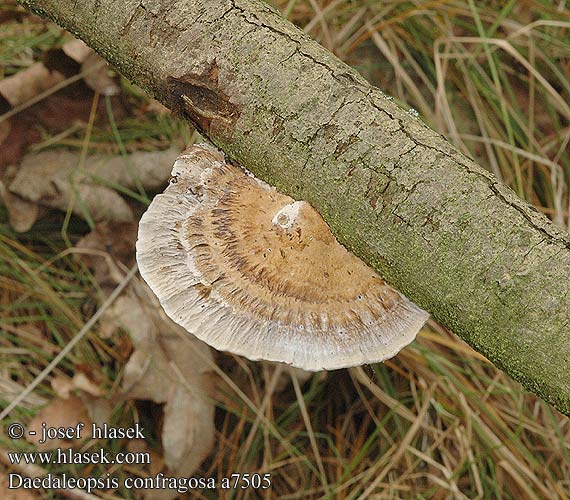 Daedaleopsis confragosa Blushing Bracket Rødmende læderporesvamp Etelänsärmäkääpä Tramète rubescens Roodporiehoutzwam Rózsaszínes egyrétűtapló Rötende Tramete gmatwek chropowaty Sieťkovček červenkastý Síťkovec načervenalý Tegelticka Daedalea Boletus confragosus Trametes rubescens Teglkjuke Дедалеопсис бугристый трехцветный