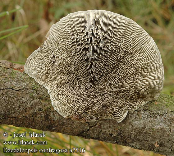 Daedaleopsis confragosa Blushing Bracket Rødmende læderporesvamp Etelänsärmäkääpä Tramète rubescens Roodporiehoutzwam Rózsaszínes egyrétűtapló Rötende Tramete gmatwek chropowaty Sieťkovček červenkastý Síťkovec načervenalý Tegelticka Daedalea Boletus confragosus Trametes rubescens Teglkjuke Дедалеопсис бугристый трехцветный