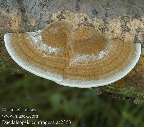 Daedaleopsis confragosa Blushing Bracket Rødmende læderporesvamp Etelänsärmäkääpä Tramète rubescens Roodporiehoutzwam Rózsaszínes egyrétűtapló Rötende Tramete gmatwek chropowaty Sieťkovček červenkastý Síťkovec načervenalý Tegelticka Daedalea Boletus confragosus Trametes rubescens Teglkjuke Дедалеопсис бугристый трехцветный