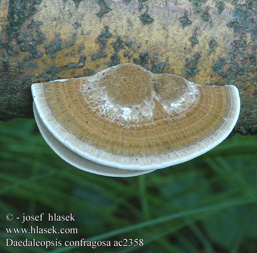 Daedaleopsis confragosa Daedalea Boletus confragosus Trametes rubescens Blushing Bracket Rødmende læderporesvamp Etelänsärmäkääpä Tramète rubescens Roodporiehoutzwam Rózsaszínes egyrétűtapló Rötende Tramete gmatwek chropowaty Sieťkovček červenkastý Síťkovec načervenalý Tegelticka Teglkjuke Дедалеопсис бугристый трехцветный