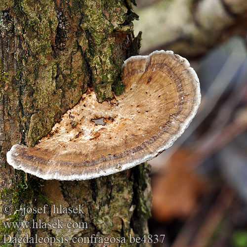 Дедалеопсис бугристый трехцветный Daedaleopsis confragosa Daedalea Boletus confragosus Trametes rubescens Blushing Bracket Rødmende læderporesvamp Etelänsärmäkääpä Tramète rubescens Roodporiehoutzwam Rózsaszínes egyrétűtapló Rötende Tramete gmatwek chropowaty Sieťkovček červenkastý Síťkovec načervenalý Tegelticka Teglkjuke