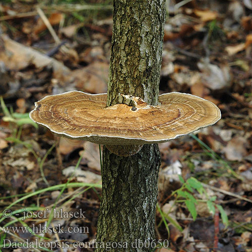 Daedaleopsis confragosus Trametes rubescens Blushing Bracket Rødmende læderporesvamp Etelänsärmäkääpä Tramète rubescens Roodporiehoutzwam Rózsaszínes egyrétűtapló Rötende Tramete gmatwek chropowaty Sieťkovček červenkastý Síťkovec načervenalý Tegelticka Teglkjuke Дедалеопсис бугристый трехцветный