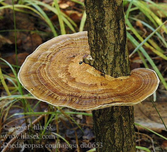 Daedaleopsis confragosa db0653