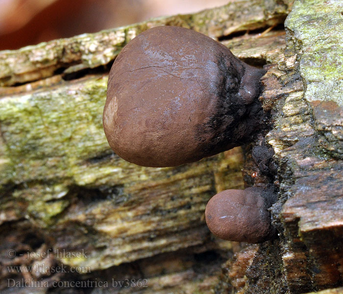 Daldinia concentrica Sazovka kruhatá