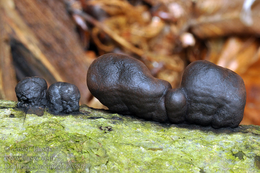 Daldinia concentrica Kohlen-Kugelpilz