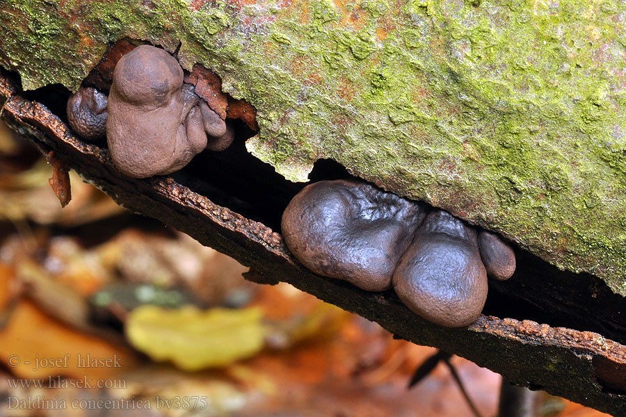 Daldinia concentrica Warstwiak zwęglony