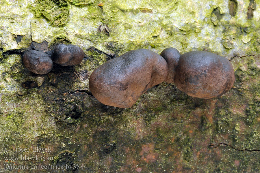 Daldinia concentrica Pikipallo Daldinie concentrique