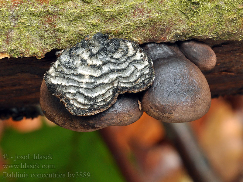 Daldinia concentrica Beltekullsopp