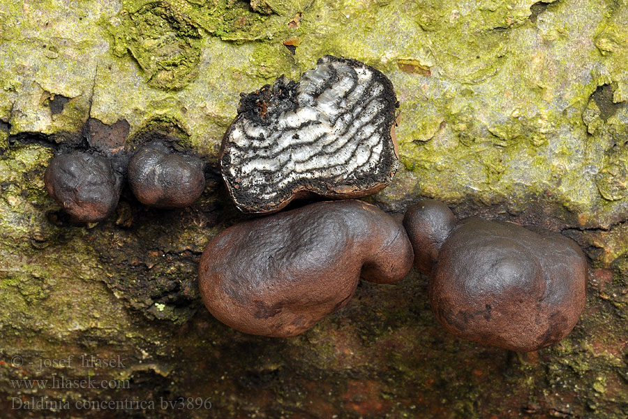 Daldinia concentrica King Alfred's Cake Cramp balls