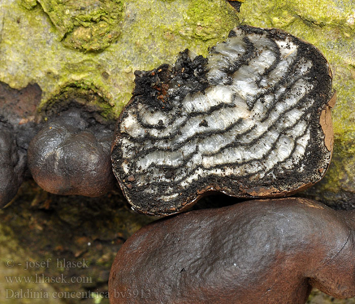 Daldinia concentrica Szenes gömbgomba