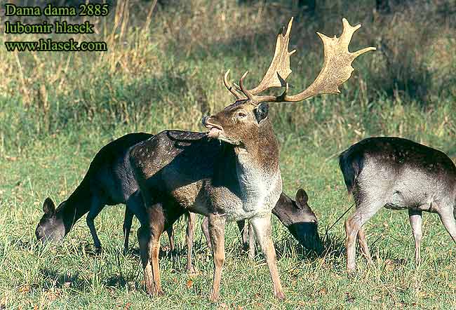 Dama dama Fallow Deer Daim Damhirsch Gamo