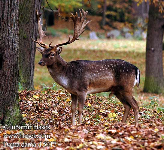 Dama dama Fallow Deer Daim Damhirsch Gamo