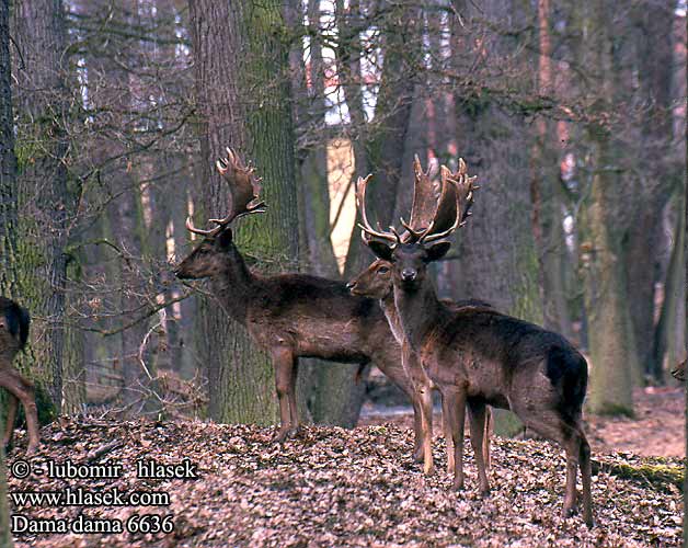 Gamo kabehirv dambriedis danielius alageyik Cervus