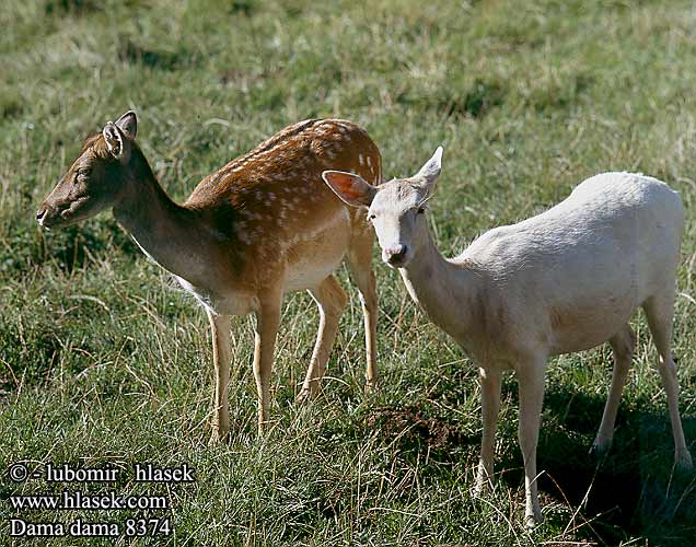 Fallow Deer Daim Damhirsch Gamo