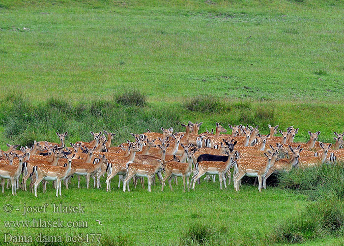 Dama dama Cervus Fallow Deer Daim Damhirsch