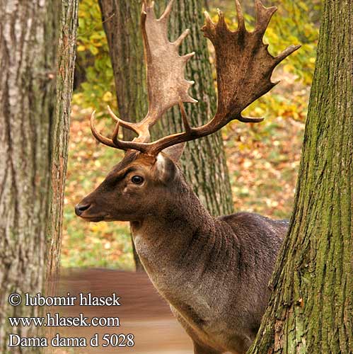 Dámvad Gamo kabehirv dambriedis danielius alageyik Cervus