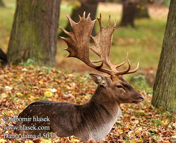 Fallow Deer Daim Damhirsch Gamo Daněk evropský