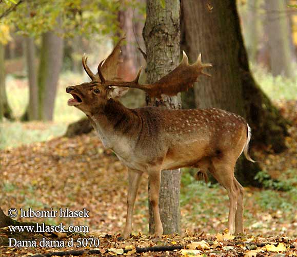 Daim Damhirsch Gamo Daněk evropský