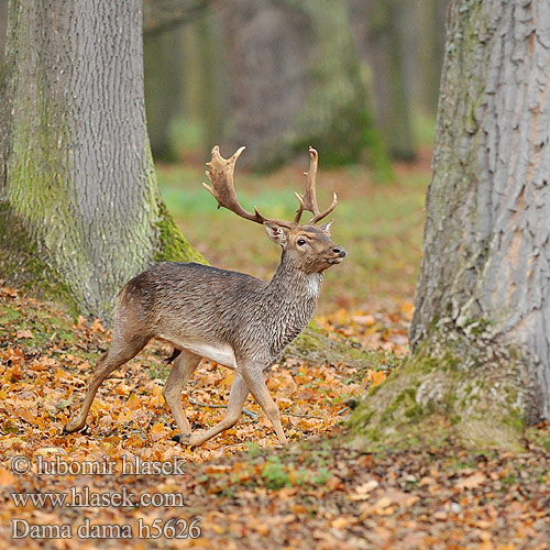 Kuusipeura Dámvad Gamo Kabehirv Dambriedis Danielius alageyik