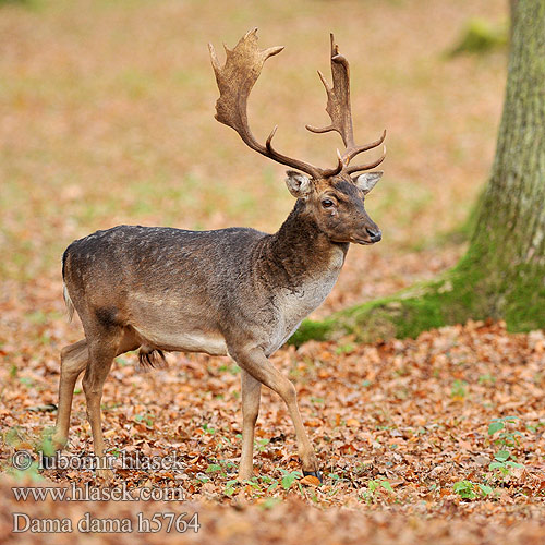 Fallow Deer Daim Damhirsch Gamo Daněk evropský