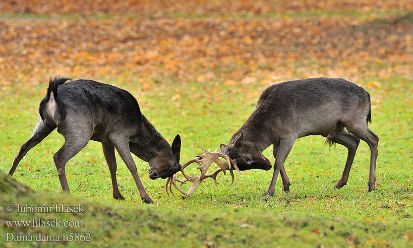 Damhirsch Gamo Daněk evropský