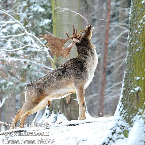 Kuusipeura Dámvad Gamo Kabehirv Dambriedis