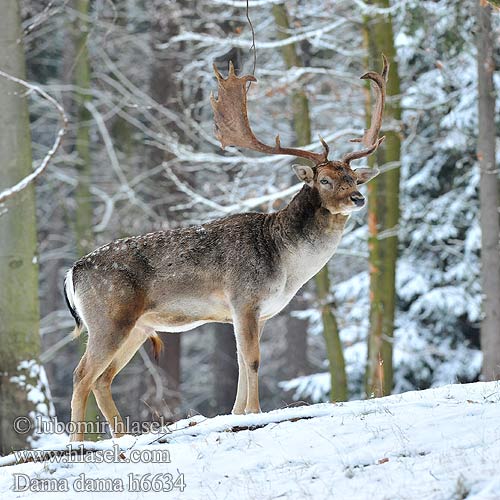 Dámvad Gamo Kabehirv Dambriedis Danielius alageyik