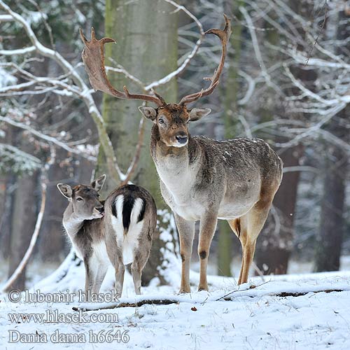 Gamo Kabehirv Dambriedis Danielius alageyik