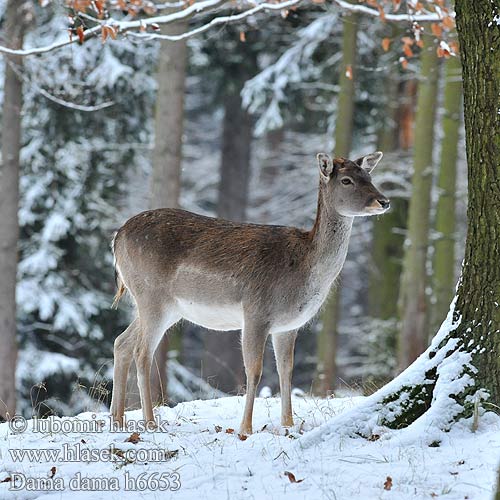 Kabehirv Dambriedis Danielius alageyik