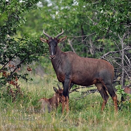 Damaliscus lunatus Common Tsessebe Buvolec modrý Leierantilope Topi