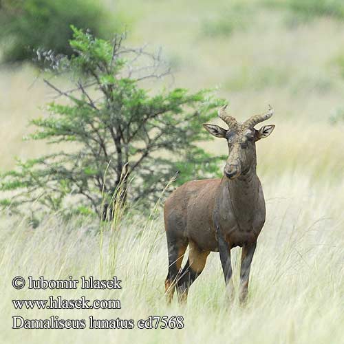 Damaliscus lunatus ed7568