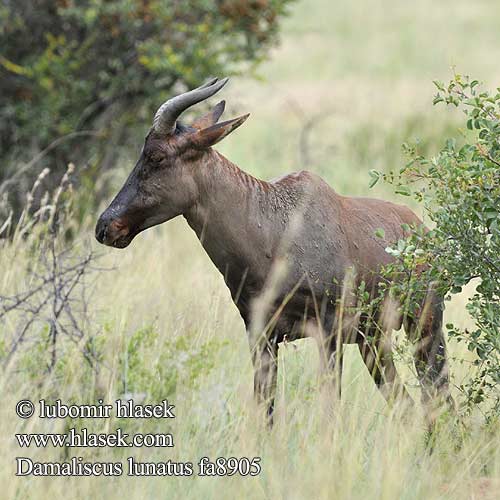 Lierantilope Sassabianantilooppi 转角牛羚 Антилопa топи トピ（ Sassebi Топи сассаби