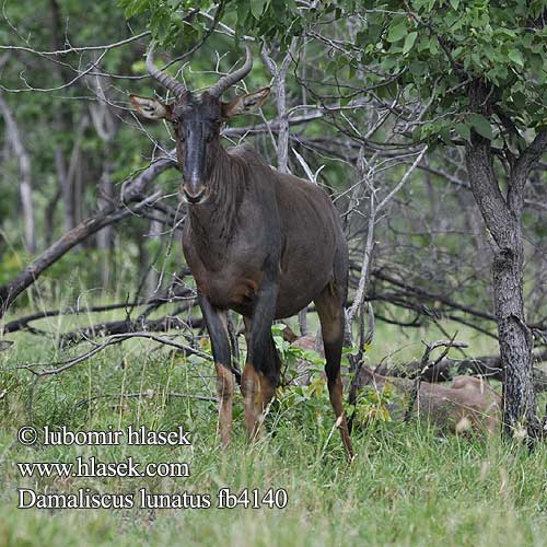 Damaliscus lunatus fb4140